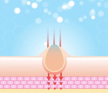 Three main layer of the human skin. skin aging stages diagrams, ollagen and elastin progressive decrease close up, skincare infographics. Illustration about medical diagram. clipart