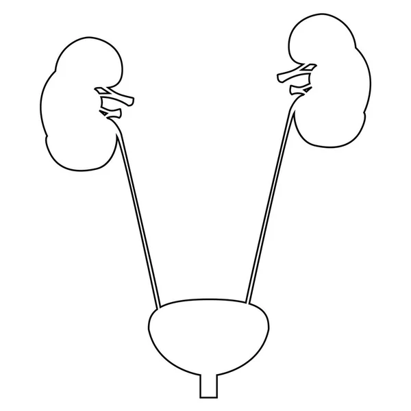 Blase und Niere das schwarze Farbsymbol . — Stockvektor