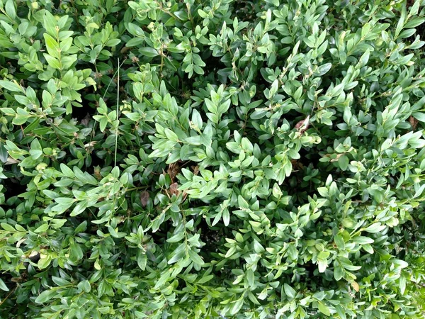 Box bush . View from above . Summer day . . — Stock Photo, Image