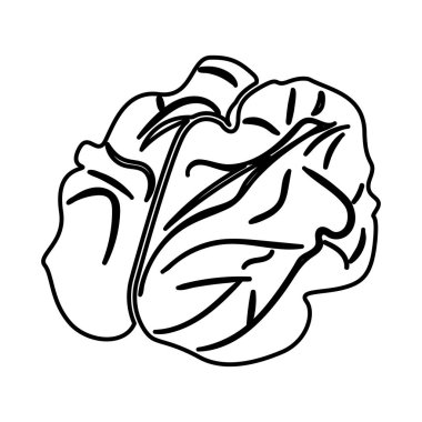 Ceviz siyah renk simgesi .