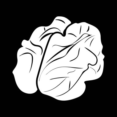 Ceviz beyaz renk simgesi .