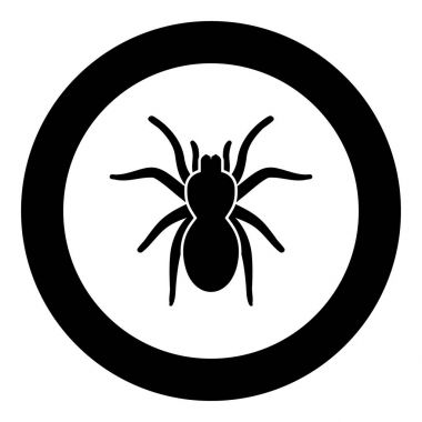 Örümcek tarantula siyah daire simgesi