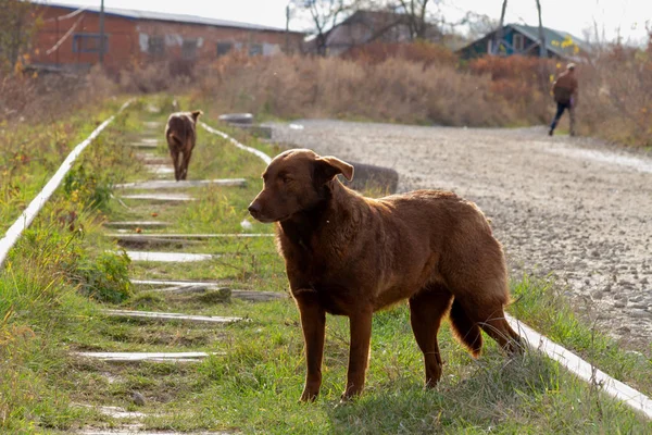 Homeless dog on a railway track. Brown dog with sad eyes on background of autumn landscape and old warehouses.