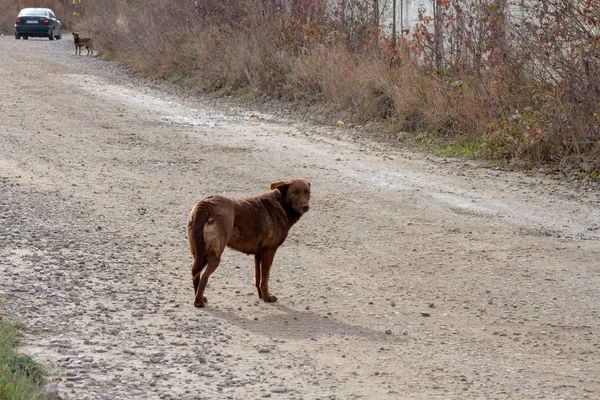 トラック上のホームレスの犬 秋の風景や古い倉庫を背景に悲しい目を持つ茶色の犬 — ストック写真