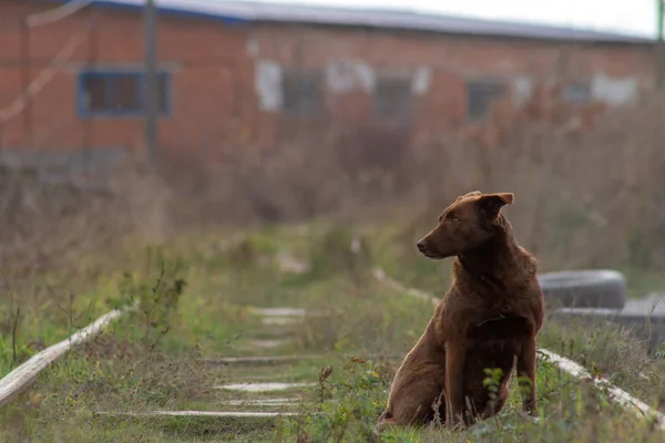 Homeless dog on a railway track. Brown dog with sad eyes on background of autumn landscape and old warehouses.