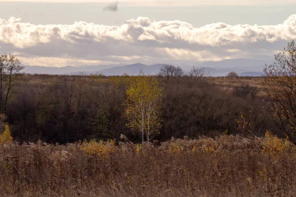 Jesienny Krajobraz Brzozy Żółtymi Liśćmi Polu Zachmurzonym Tle Nieba — Zdjęcie stockowe