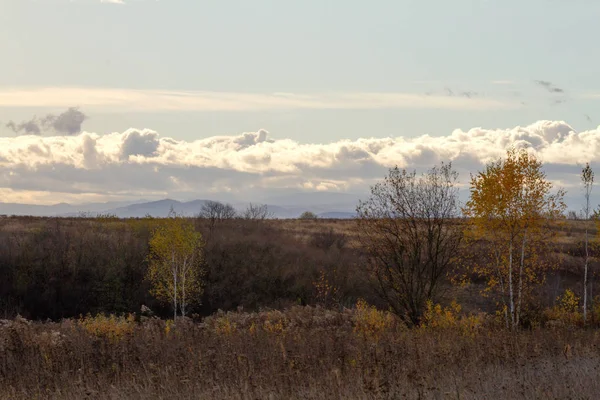 Herbstlandschaft Birken Mit Gelben Blättern Feld Wolkenverhangenen Himmel — Stockfoto