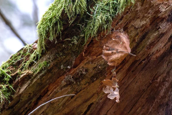 枯黄的叶子挂在蜘蛛网上 背靠着老树桩和绿色苔藓 — 图库照片