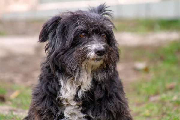 Portrait of a black shaggy dog. Sad brown eyes, and a black nose, a white spot on his chest. Beautiful and cute animal.