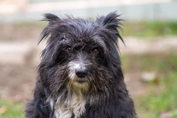Portrait of a black shaggy dog. Sad brown eyes, and a black nose, a white spot on his chest. Beautiful and cute animal.