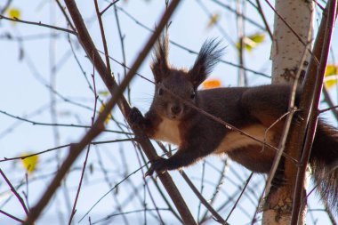 Beyaz göğüslü sincap ağaçta oturur. Sonbahar, sahilde hiç yaprak yok ve sincap bir dalda oturup yiyecek arıyor. Güzel vahşi yaşam fotoğrafı..