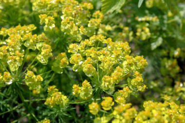 Bahar çiçeklerine çiy damlaları düşer, sabah güneşinde parlar. Bu fotoğraf pozitif bir hava yaratıyor..