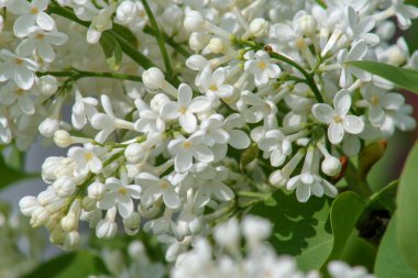 Baharda beyaz leylak çiçekleri. Çiy damlaları çiçekleri kapladı. Olumlu bir ruh hali için iyi bir görüntü..