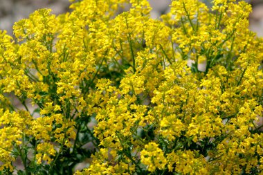 Baharda sarı kır çiçekleri. Çiy damlaları çiçekleri kapladı. Olumlu bir ruh hali için iyi bir görüntü..