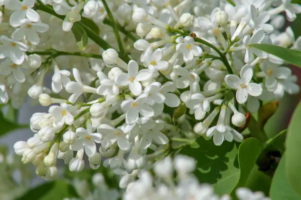 White Lilac Flowers Spring Dew Drops Covered Flowers Good Image — Stock Photo, Image