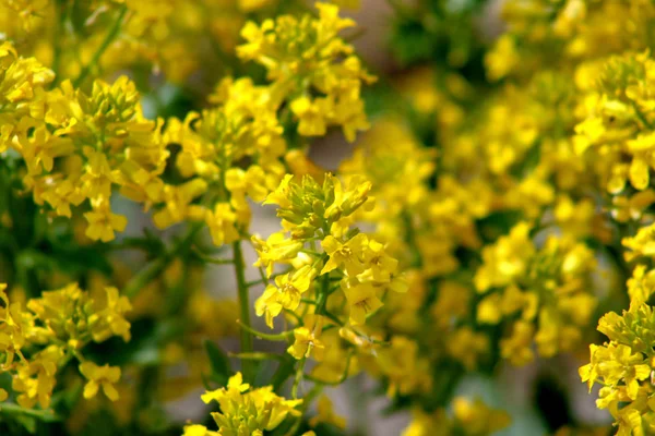 Fleurs Sauvages Jaunes Printemps Des Gouttes Rosée Recouvraient Les Fleurs — Photo