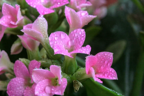 Dew Drops Flower Petals Glitter Morning Spring Sunshine — Stock Photo, Image