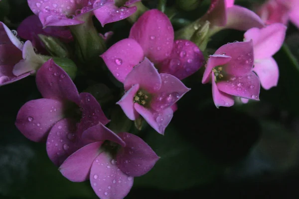 Daggdroppar Blombladen Glitter Morgonen Vår Sol — Stockfoto