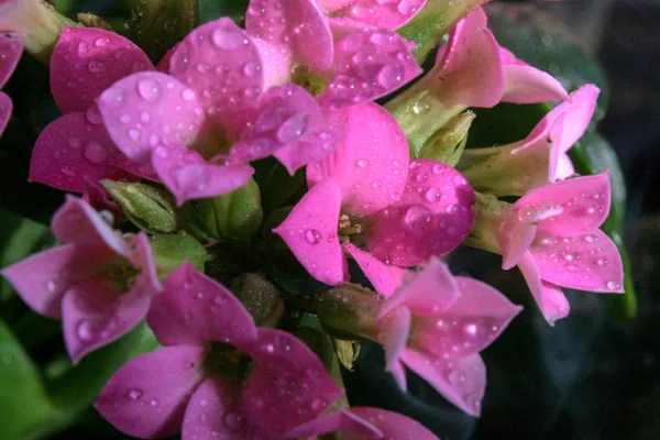 Daggdroppar Blombladen Glitter Morgonen Vår Sol — Stockfoto