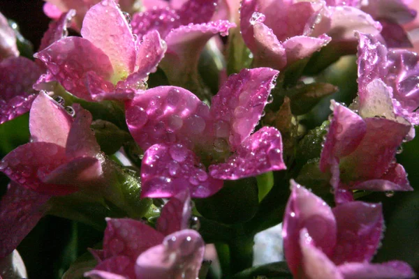 Çiçek Yapraklarına Çiy Damlası Düşer Lkbahar Güneşinde Parıltı — Stok fotoğraf