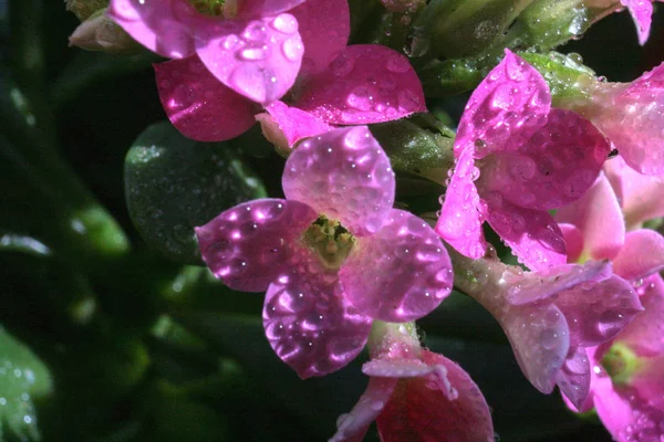 Çiçek Yapraklarına Çiy Damlası Düşer Lkbahar Güneşinde Parıltı — Stok fotoğraf