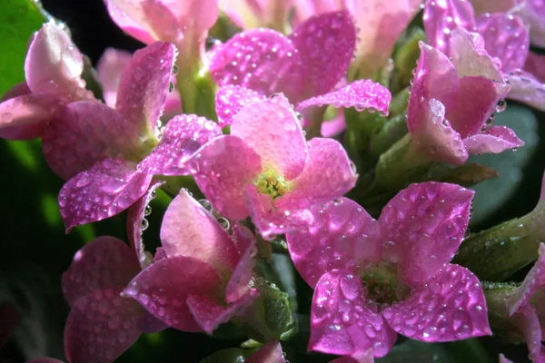 Daggdroppar Blombladen Glitter Morgonen Vår Sol — Stockfoto