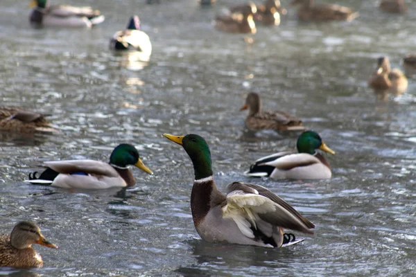 Canard Sauvage Dans Milieu Naturel Nage Sur Lac Parmi Autres — Photo
