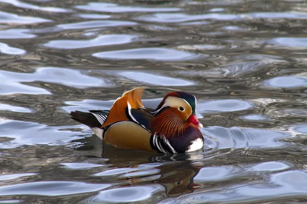 Doğal ortamda bir vahşi ördek, bir mandalina, ona benzemeyen diğerleri arasında bir gölde yüzer. Tüylerinin güzel, parlak ve renkli rengi büyüleyici..