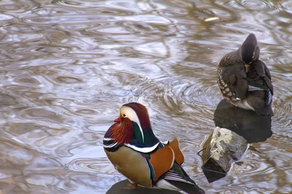 在自然环境中 一只野鸭 一只橘子 在湖面上游来游去 和其他看起来不一样的鸭子一样 她那美丽而明亮多彩的羽毛让人神魂颠倒 — 图库照片