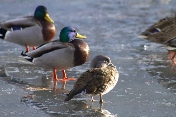 在被冰覆盖的湖上的野鸭 今天是个不错的冬天 但是站在冰上的鸭子都冻僵了 — 图库照片