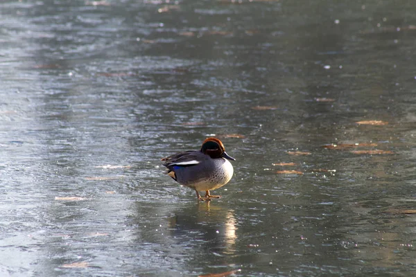 一只野鸭在公园的湖面上浮冰 — 图库照片