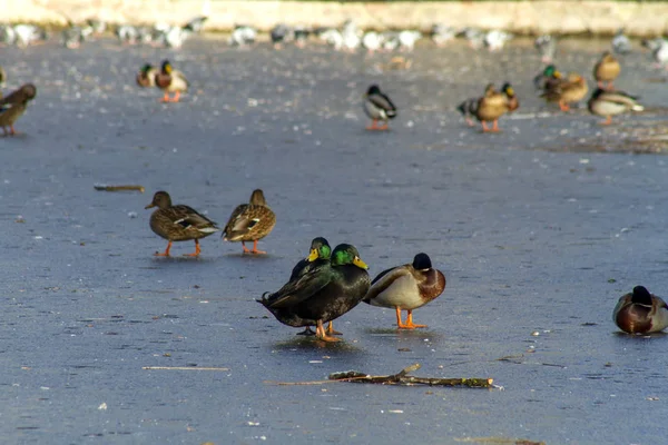 野生的 黑色的和绿色的 自然环境中的鸭子 湖面上覆盖着冰和其他的鸭子冬天 — 图库照片
