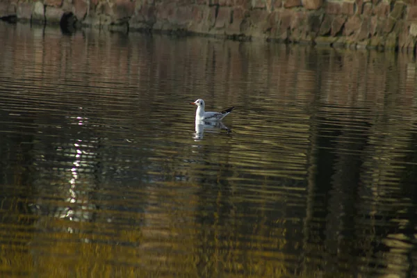 白色的海鸥在湖畔的公园里漂浮着 — 图库照片