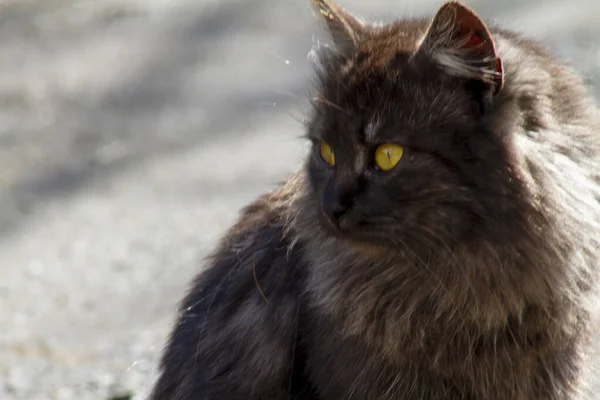 Gato Negro Sienta Carretera Mira Cámara Tomando Fotos — Foto de Stock