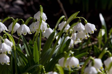 İlk bahar çiçekleri, kar damlaları, yeşil çimenlerin arka planında sarı noktalı beyaz çanlar. Makro fotoğrafçılık.