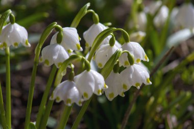 İlk bahar çiçekleri, kar damlaları, yeşil çimenlerin arka planında sarı noktalı beyaz çanlar. Makro fotoğrafçılık.