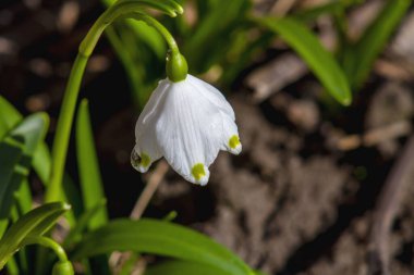 İlk bahar çiçekleri, kar damlaları, yeşil çimenlerin arka planında sarı noktalı beyaz çanlar. Makro fotoğrafçılık.