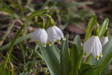 İlk bahar çiçekleri, kar damlaları, yeşil çimenlerin arka planında sarı noktalı beyaz çanlar. Makro fotoğrafçılık.