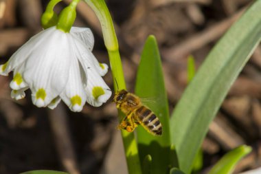 Nektar ve ilk bahar çiçeklerini arayan arılar, kar damlaları, yeşil çimenlerin arka planında sarı noktalı beyaz çanlar. Makro fotoğrafçılık.