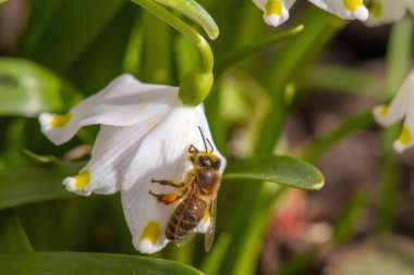 Nektar ve ilk bahar çiçeklerini arayan arılar, kar damlaları, yeşil çimenlerin arka planında sarı noktalı beyaz çanlar. Makro fotoğrafçılık.