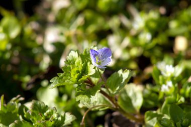 İlk bahar çiçekleri, mavi yapraklar ve beyaz bir ortamda, yeşil çimenlerin üzerinde. Makro fotoğrafçılık.