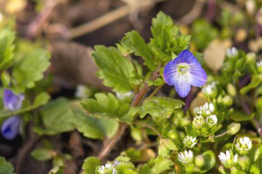 İlk bahar çiçekleri, mavi yapraklar ve beyaz bir ortamda, yeşil çimenlerin üzerinde. Makro fotoğrafçılık.