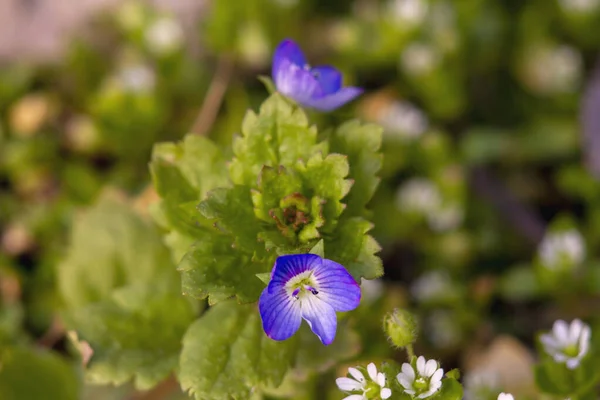 Első Tavaszi Virágok Kék Szirmokkal Fehér Közeggel Zöld Hátterében Makrofotózás — Stock Fotó