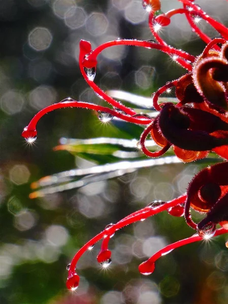 Капли воды на стебли цветов — стоковое фото