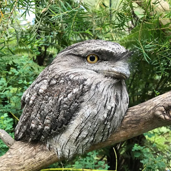 Night jar owl — Stock Photo, Image