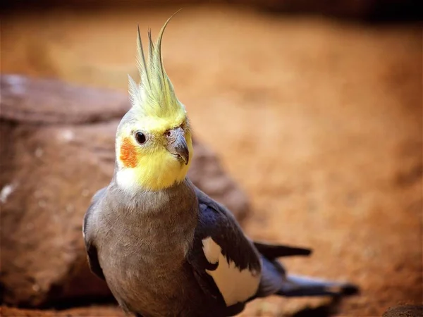 Cockatiel parrot bird — Stock Photo, Image