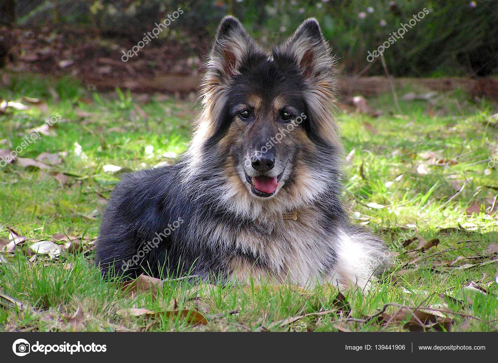 long haired shepherd