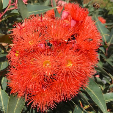 turuncu sakız çiçekler