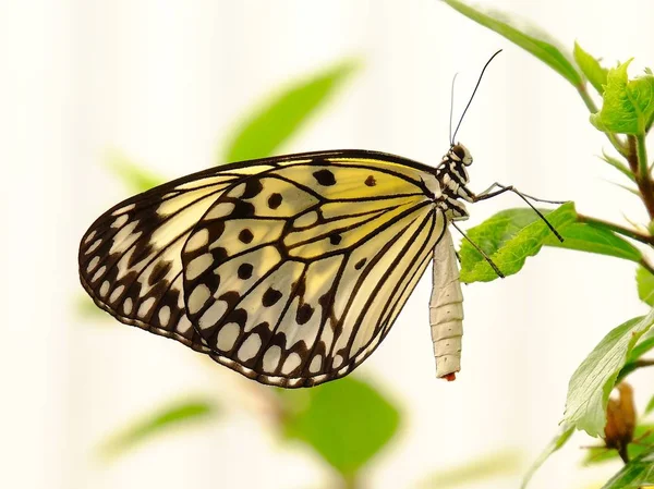 Бумажная бабочка — стоковое фото