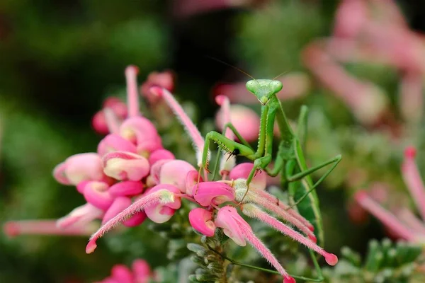 Be mantis på rosa blomma — Stockfoto